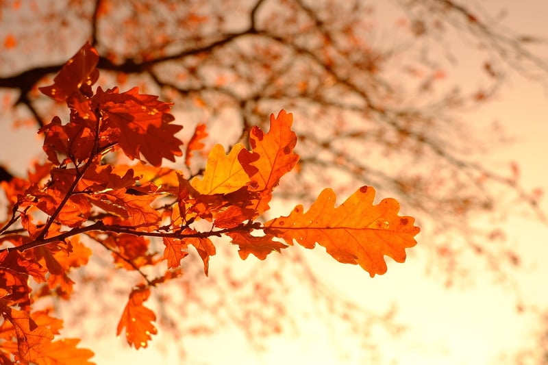 Fantasy foliage
