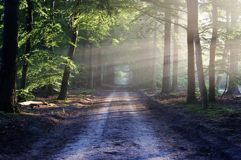 Enchanted Pathway