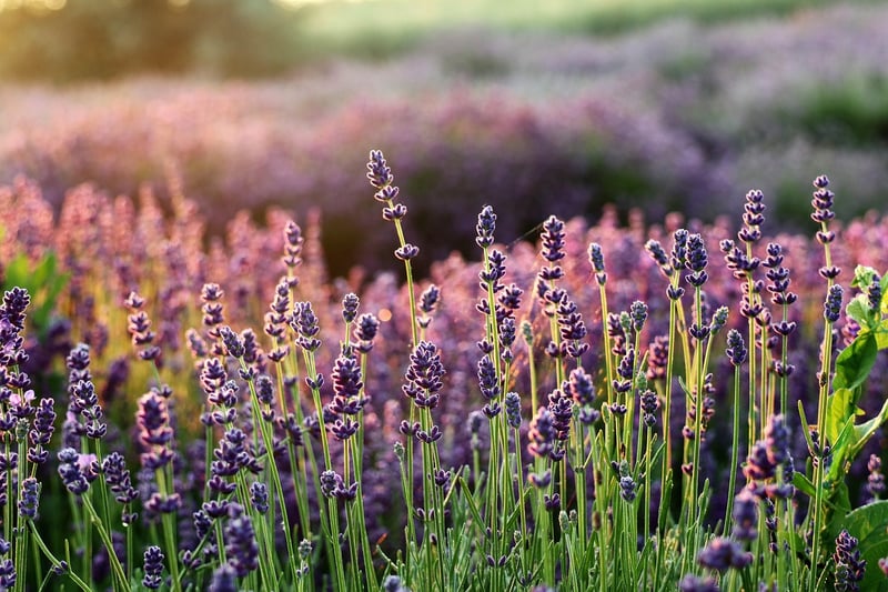Lavender Fields