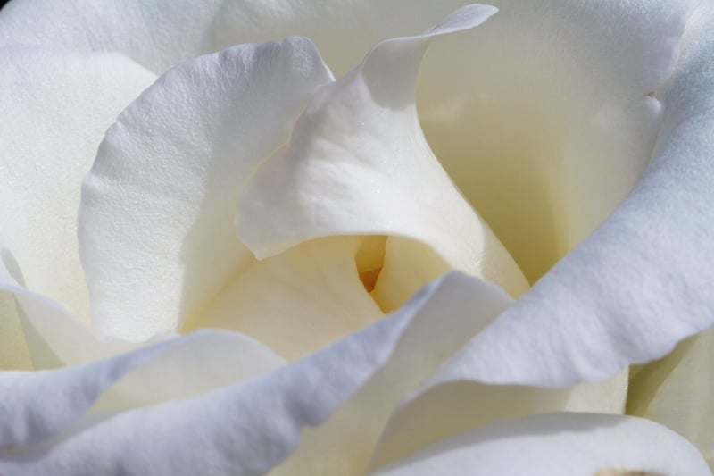 Rainbow Rose